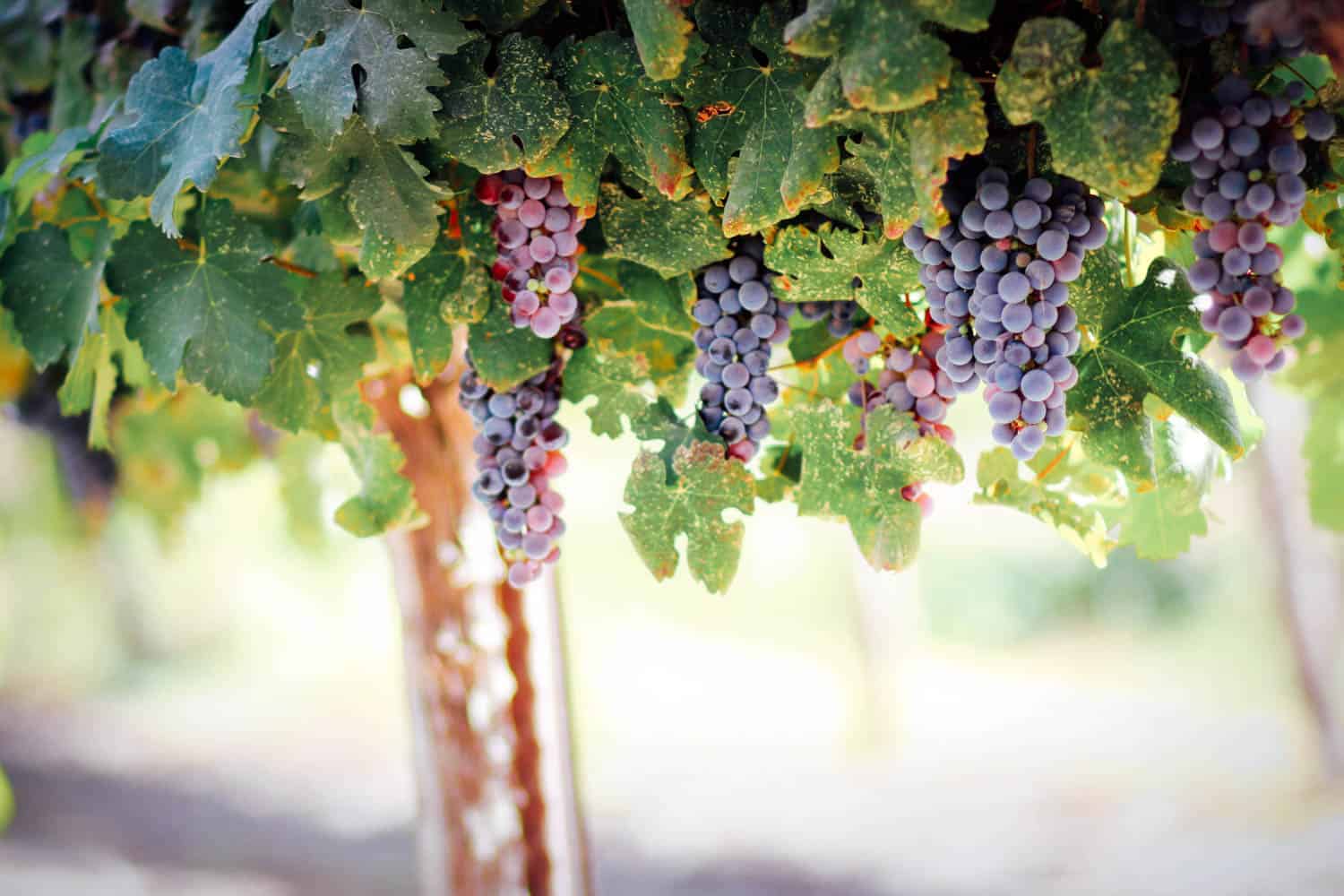 native grape varieties of Catalonia