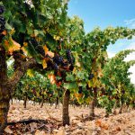 Spain Vineyard