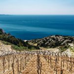 Croatia-Vineyard