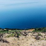 croatia-coastside-vineyard