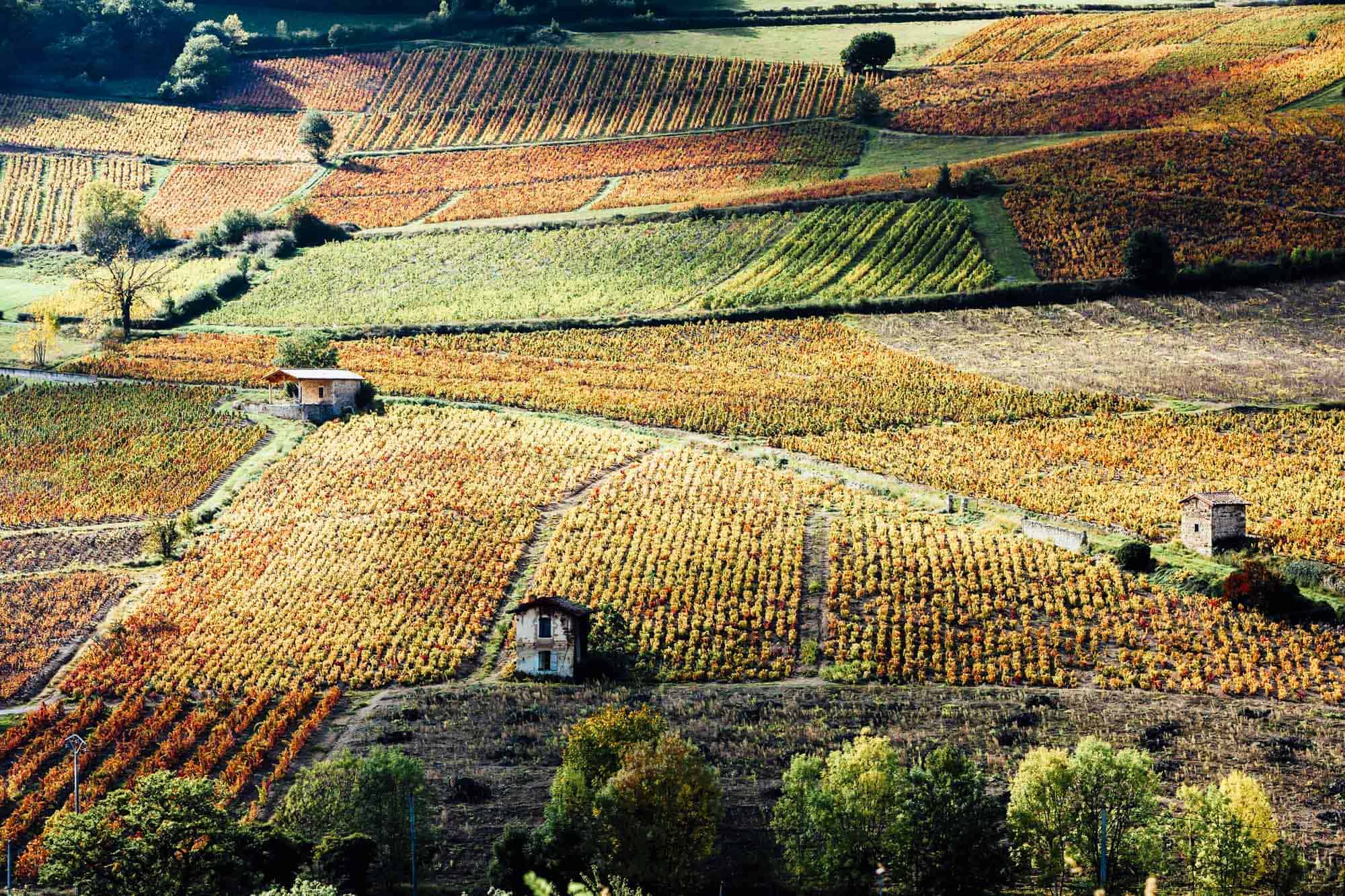 Vineyards Beaujeu Beaujolais