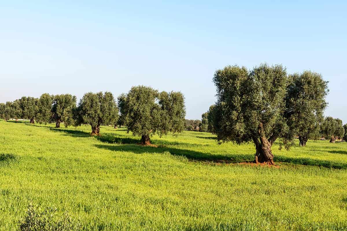 puglia wine