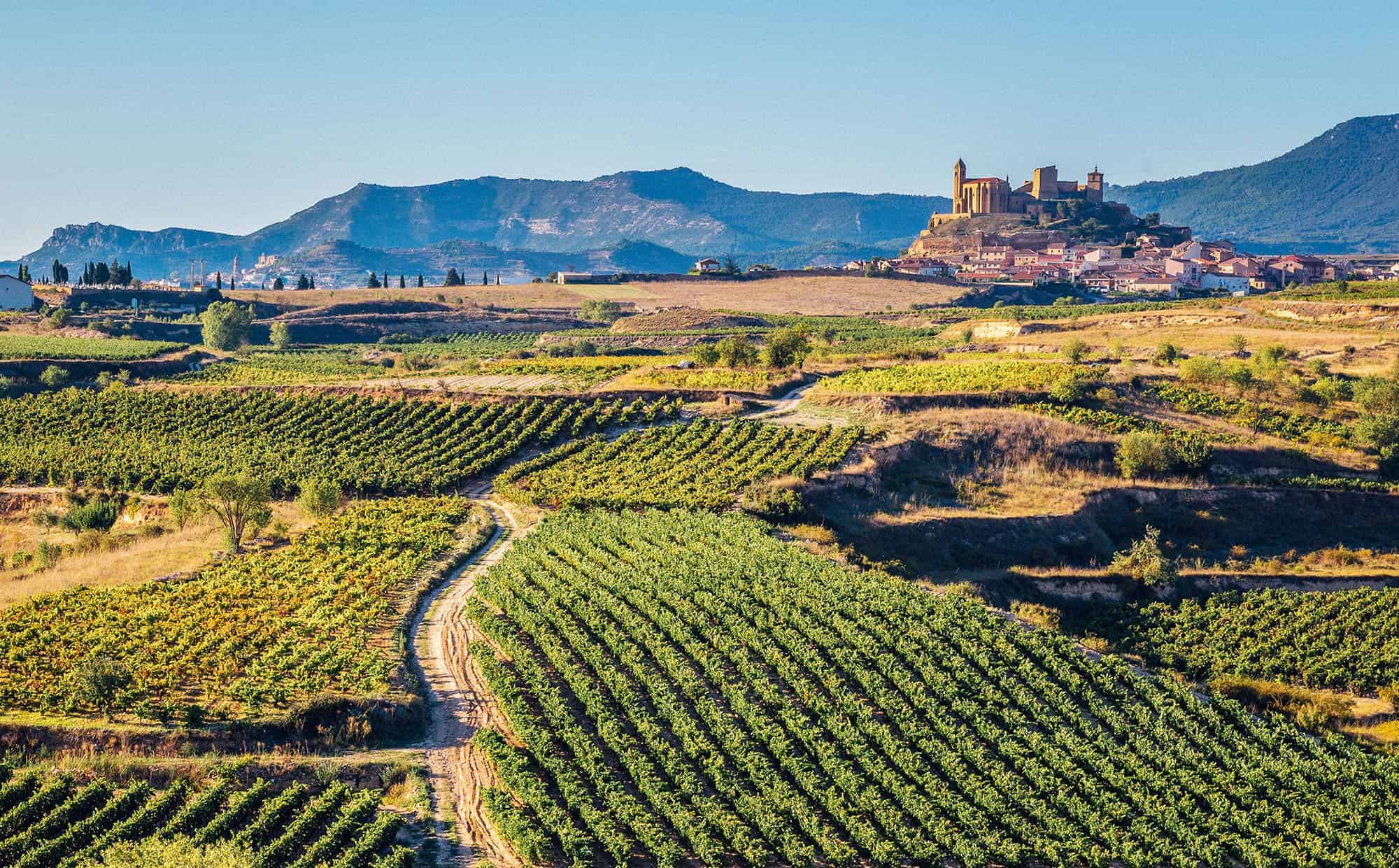 Vineyard in San Vicente de la Sonsierra, La Rioja, Spain.