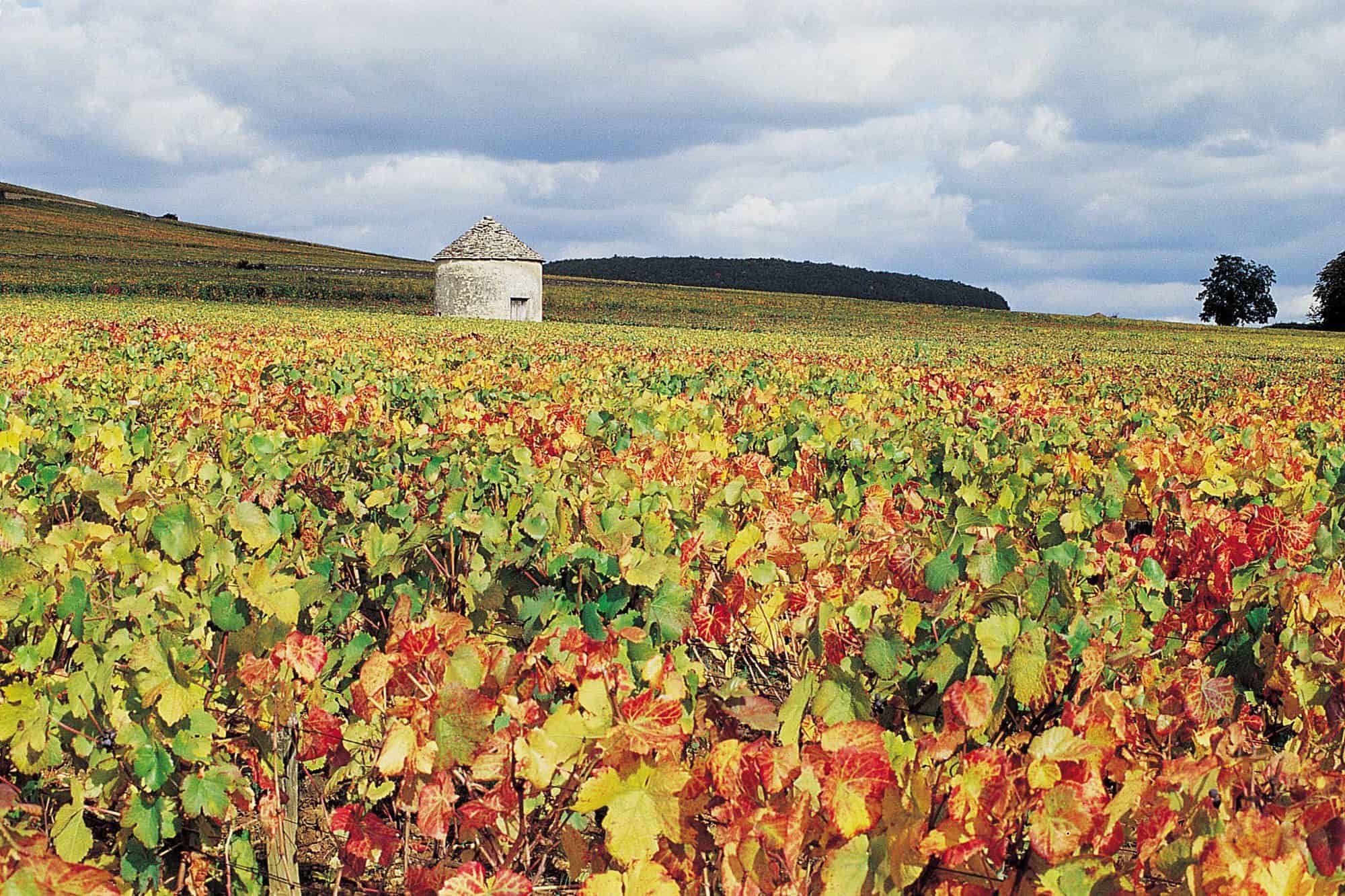 Burgundy beaune secret wine tour