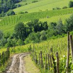 Vineyard Langhe