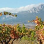 Artadi