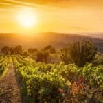 Vineyard