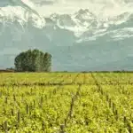 Mendoza 