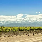 Mendoza