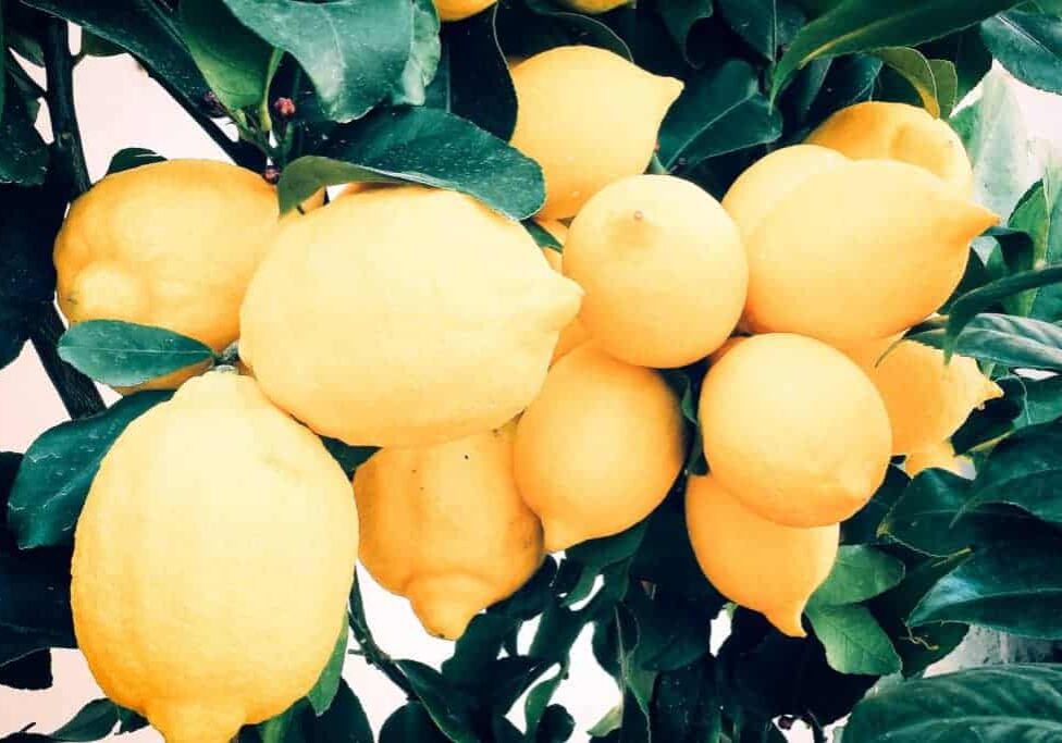 Lemons (photo Ernest Porzi, Unsplash)