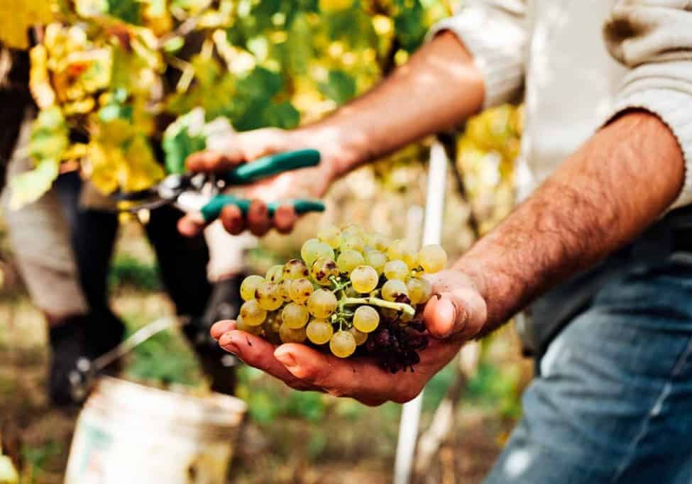 Grape Varieties of Catalonia